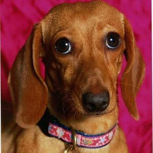 Meet your Posher, Candace